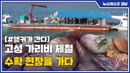 [앵커가 간다] 제철 맞은 고성 가리비...소비 촉진