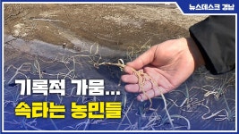 [월NT:경남]기록적 가뭄...속타는 농민들