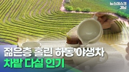 젊은층 홀린 하동 야생차..차밭 다실 인기