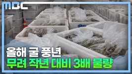 통영 굴 초매식..물량 많아 가격 약세
