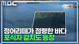 통영 용호도 정어리떼 20일 이상 머물러