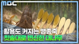 거제 하청 맹종죽 죽순채취 한창