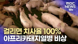 걸리면 치사율 100% 아프리카돼지열병 멧돼지