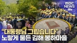 그립습니다..노랗게 물든 김해 봉하마을