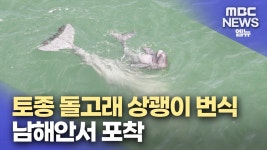 상괭이의 고향 초양 앞바다..개체수는 급감