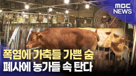 더워 죽겠′소′..가축들도 힘든 불볕더위