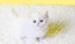 고양이분양샵 나비캣 예약 방문 시 혜택 제공