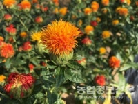 잇꽃 종자 채취, 꽃 핀 뒤 20~30일 무렵 적당