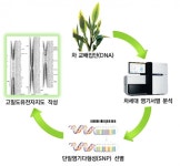 차(茶) 육종 기간 줄일 수 있는 유전자지도 완성