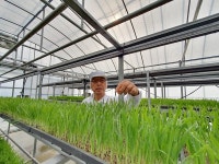 (주)스마트아그로, 국산 새싹보리 차별화 영농 · 상품 다양화 모색 