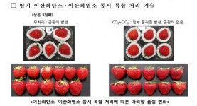 신선도 유지기술로 수출‧유통 박차