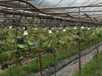 봄날 농사 황사로 인한 일조량 부족.. 엠지디세광 농업용 식물등으로 해결