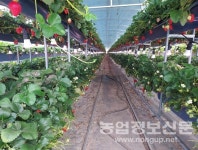 식물LED전구 이용 차광 후에도 보광재배로 상품성 증가