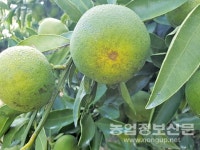 가온재배 농가 대상 꽃눈분화 검사 무료 서비스 실시