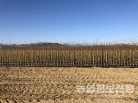 잎 하나로 국내 육성 사과 품종 판별한다