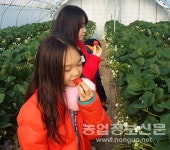 당진 딸기로 유명한 이배딸기농원, 높은 당도의 비결은?