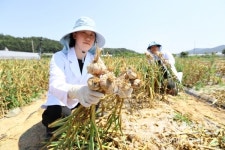 홍산 마늘 잘 자랐나?