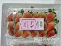 여름 딸기 고슬 홍콩에 첫 해외 수출