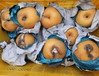 데임·터짐 배 열매 수확 후 주의해야