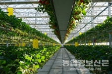 농수산물 온라인도매시장 거래액 2천억 원 돌파