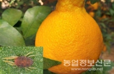 전남농기원, 수확기 만감류 귤응애 방제 유기농업자재 선발
