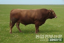 농진청, 한우 보증씨수소 16두 선발