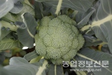 제주농기원, 수확 빠르고 병에 강한 브로콜리 2계통 선발
