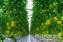 경남농기원, 토마토 수확량 예측 AI 개발