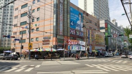 나무야 나무야~ 신현동 회화나무