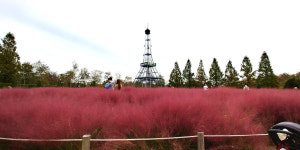 가깝고도 낯선 꿈, 드림파크