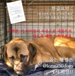 계양산 개 농장 강제철거 반대 시민청원 답변요건 충족