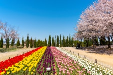 송도 해찬들공원과 국제2호 경관녹지에 튤립 6만5천송이 만개