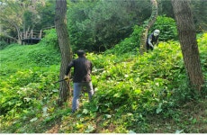 제거되는 월미산 칡 덩굴