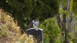 저도 인증샷! 찍어주세요! - 인천가족공원에서 만난 새들