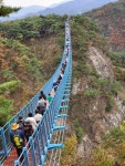 국내 최장·최고 소금산 출렁다리 - 원주 간현관광지의 가을을 찾다