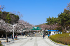 인천대공원 벚꽃 개화... 2호선 인천대공원역 주말 임시열차 운행