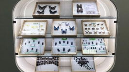 장수산의 푸른 날갯짓, 인천나비공원