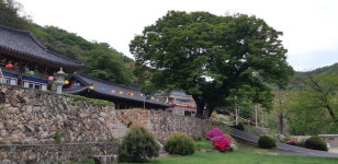 고려산~국화저수지~강화읍내까지... 江都 중심을 흐르는 동락천