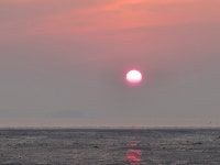 다시 찾아온 저어새, 많은 자손을 퍼트리거라!