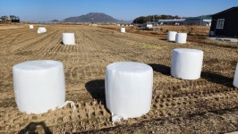 터덜터덜 서해 황금들녘 길을 걷다