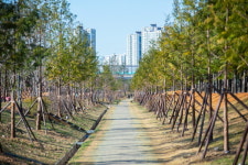 서구 심곡천에 축구장 7개 크기 미세먼지 차단 숲 준공