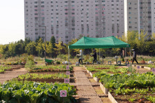 연수구, 송도동·선학동·옥련동 공동텃밭 675면 분양