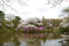 김포 장릉... 수도권 유일의 원앙새 서식지