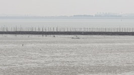 장봉도 해변에 그 많던 모래는 어디로 갔나?