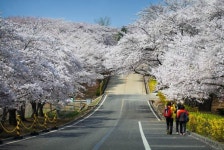 SK인천석유화학 벚꽃동산 4월 6일~11일 개방