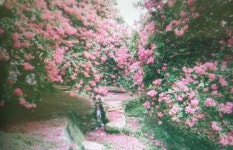 운남동 호수공원에서 진행된 제78회 식목 행사