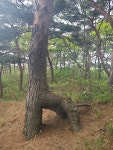 희고 고운 모래밭, 우거진 적송... 최고의 힐링 걷기