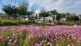장수천변 꽃길에 코스모스 만개, 가을 정취 물씬