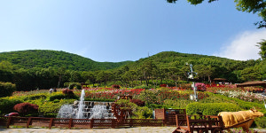 붉고 푸르게 피어난 행복들, 계양산 장미원에서
