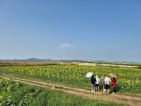해바라기 5만 송이 활짝... 강화 교동도 해바라기정원 개장
